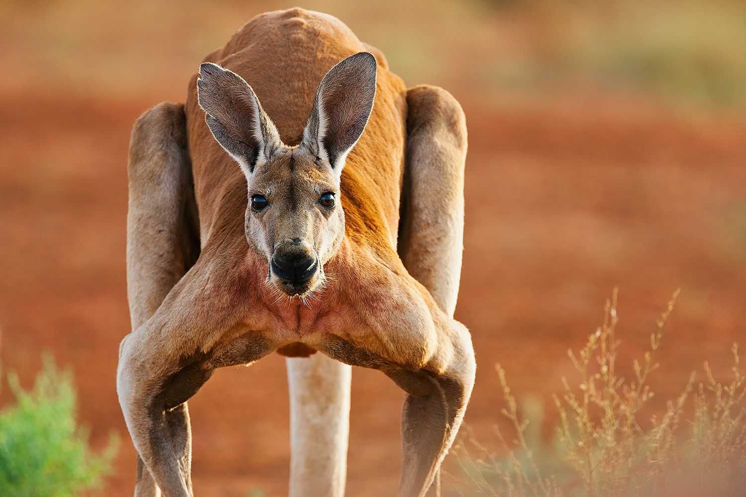 Wild Kangaroo Kills Man and Blocks Paramedics from Saving Him