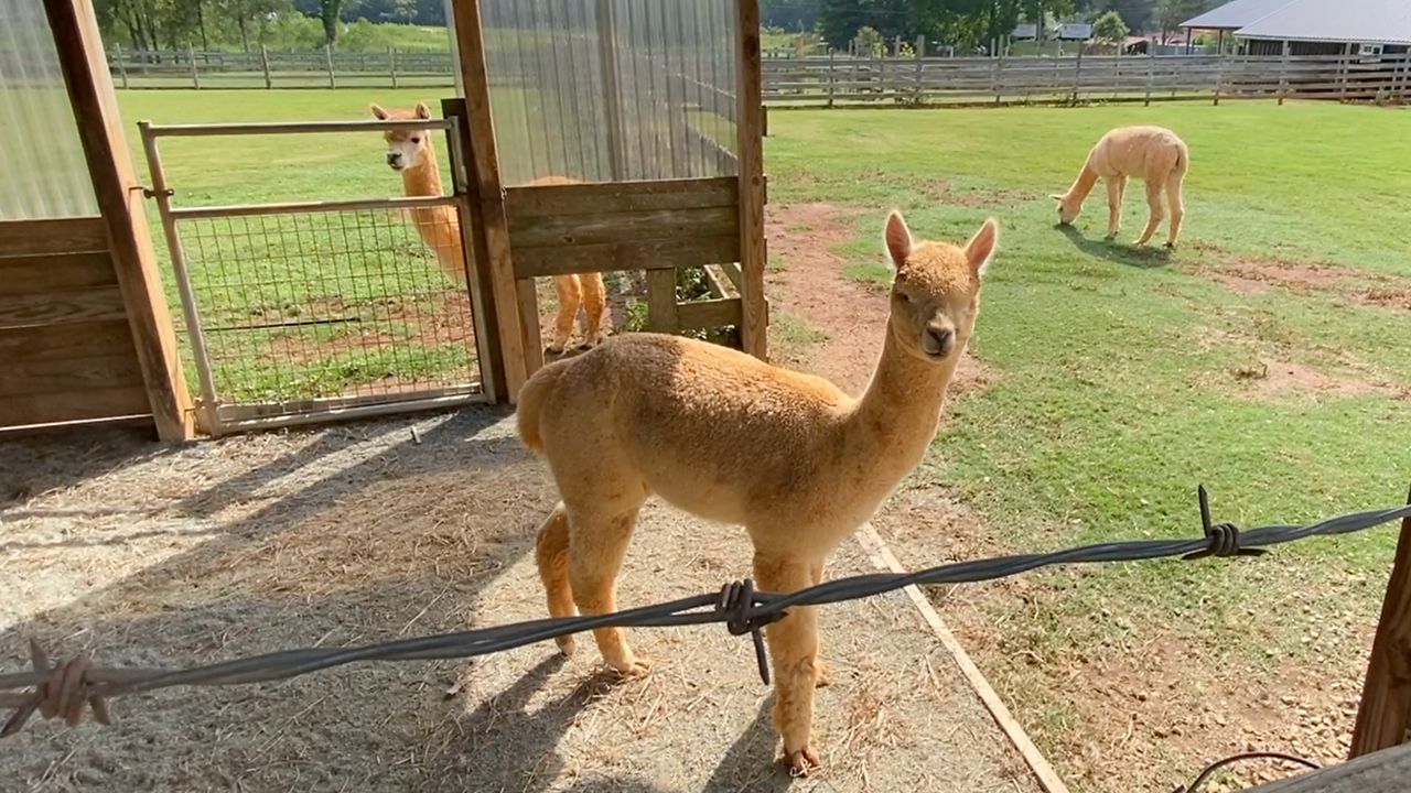 Carolina Sunshine Alpaca Farm in Pittsboro reopens to public