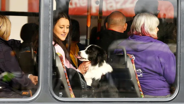 Do pets on the bus trigger issues? TTC presents London this recommendation