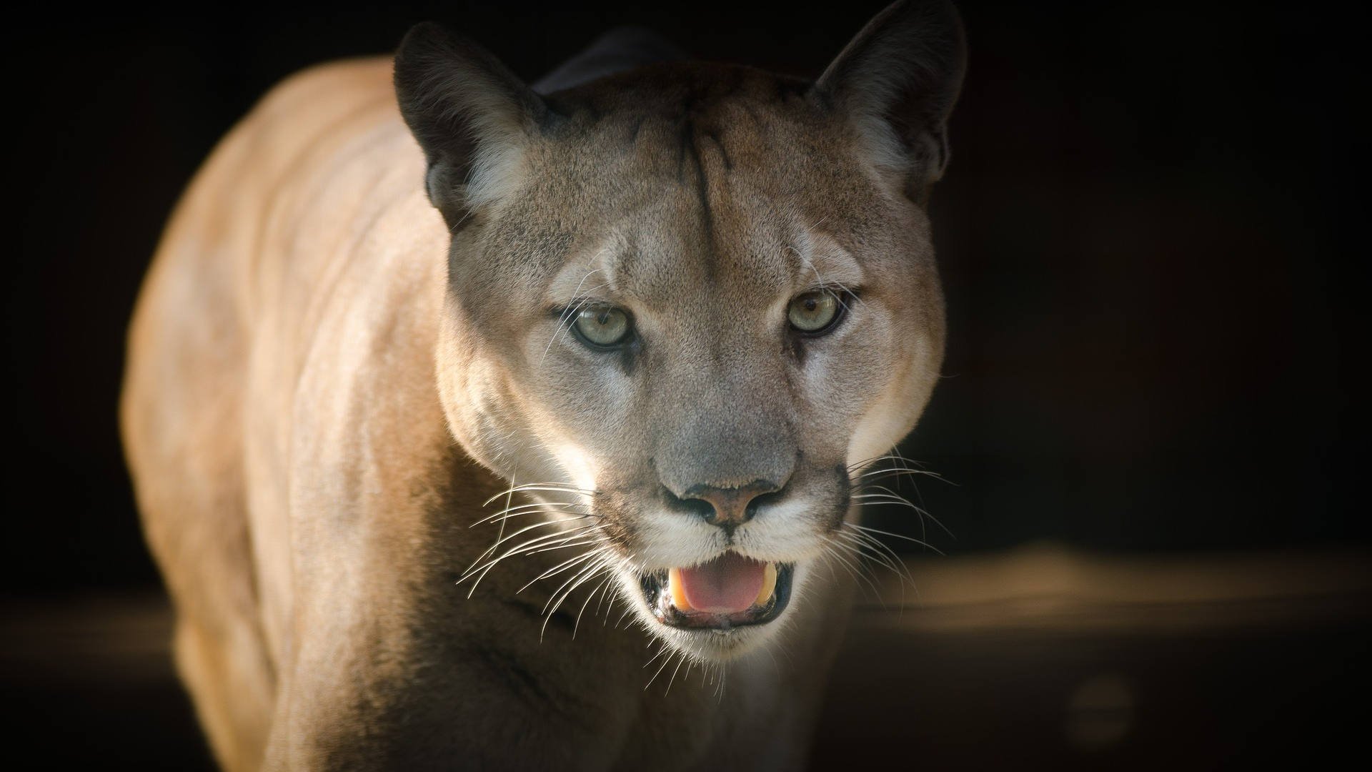 Randall Park space requested to maintain kids, pets inside resulting from cougar sighting