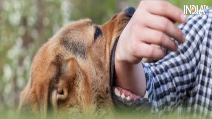 Register pets: MCD tells individuals amid rising dog-bite instances