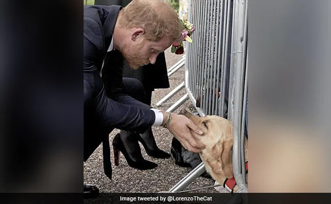 Viral Image Reveals Prince Harry Crouching Down To Pet A Canine In Windsor