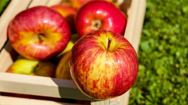 Lafayette Apple Pageant: This is what to anticipate