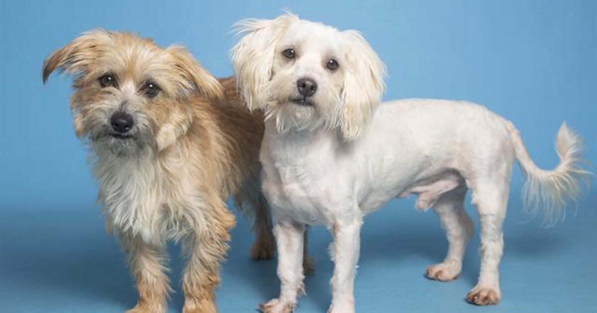 Adoptable pets from Arizona Humane, Maricopa County and Arizona Small Canine Rescue (9/14/22)