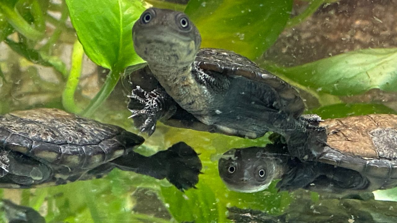 Breeding endangered turtles within the Bronx