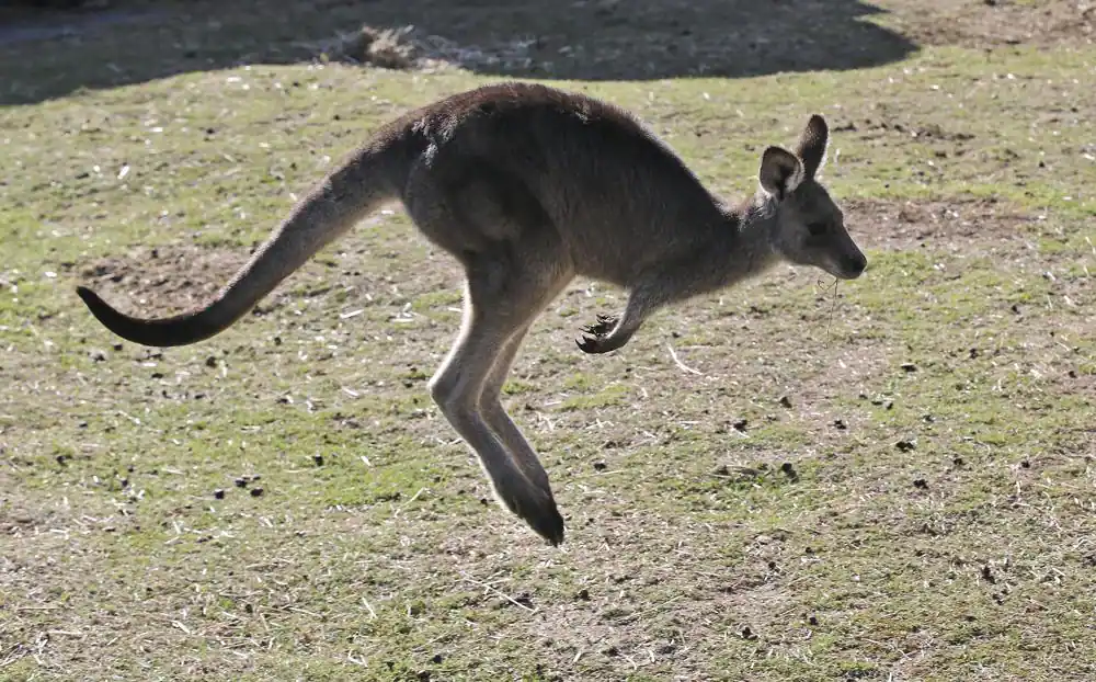 Australian Kangaroo Kills 77-12 months-Outdated Man Who Saved It As Pet in Perth