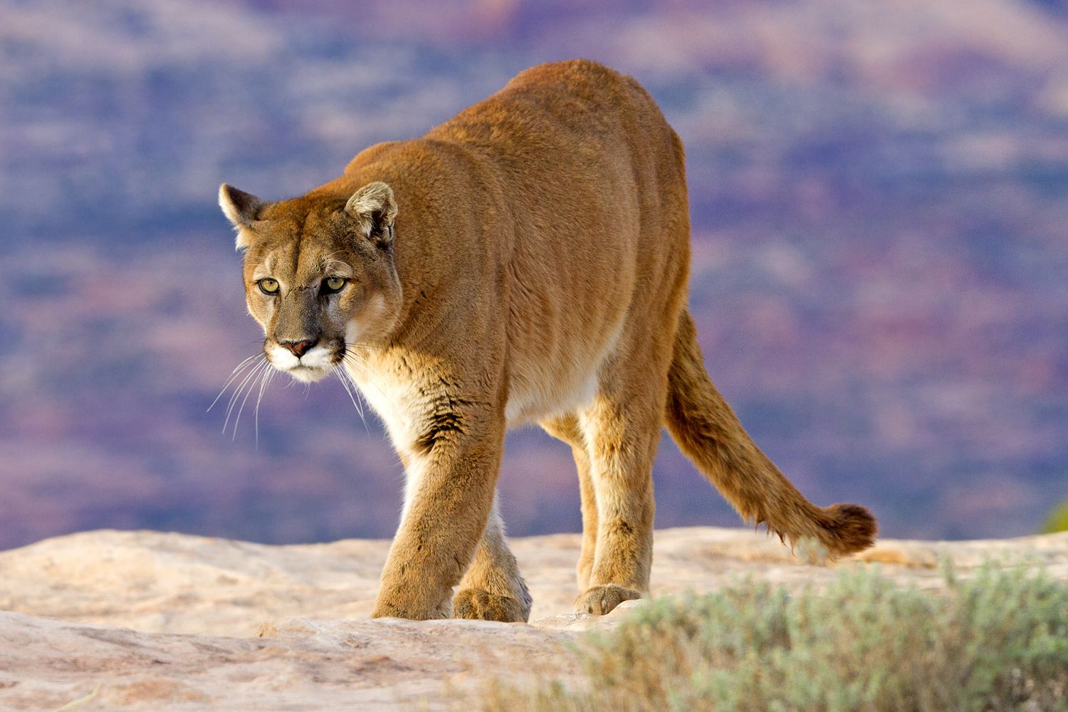 Runner Injured in Uncommon Cougar Assault After Encounter on Utah Path