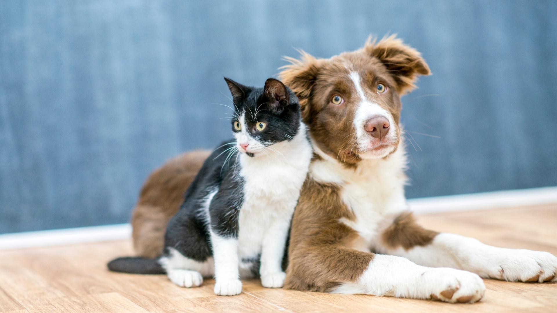 Pet abandonment rises as inflation bites – however there’s assist