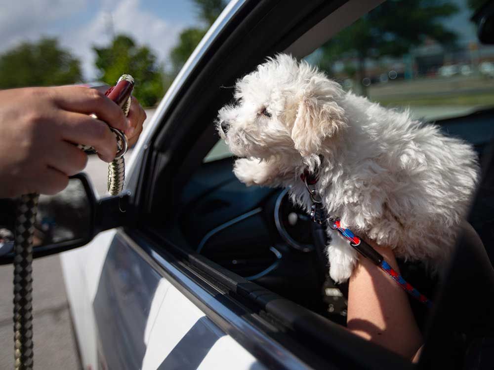 Drive-thru microchip clinic for pets to be held at Devonshire Mall