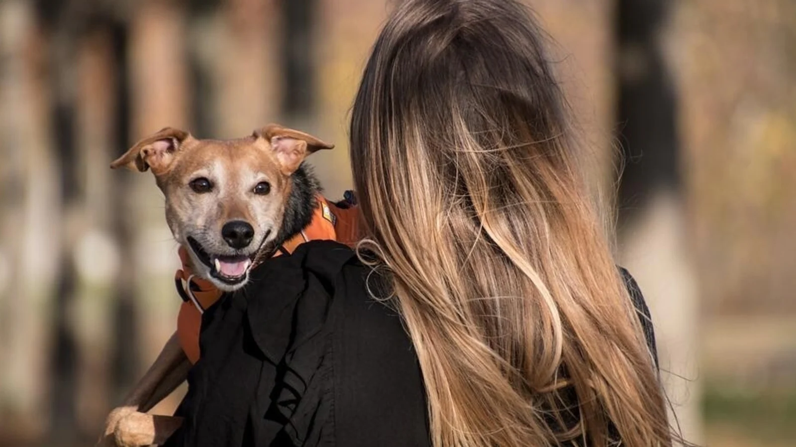 Rabies to ringworm; 7 diseases you can get from pets