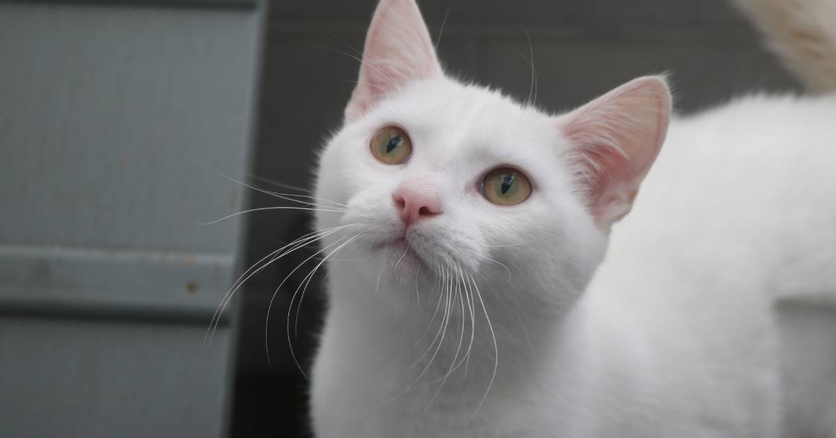 One-year-old Kitty home quick hair minimize Kitty out there for adoption at Warrnambool RSPCA – The Customary