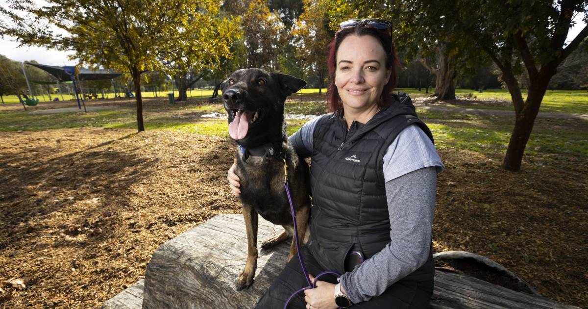 Three canine assaults in in the future, pet house owners urged to maintain pets on leash – The Border Mail