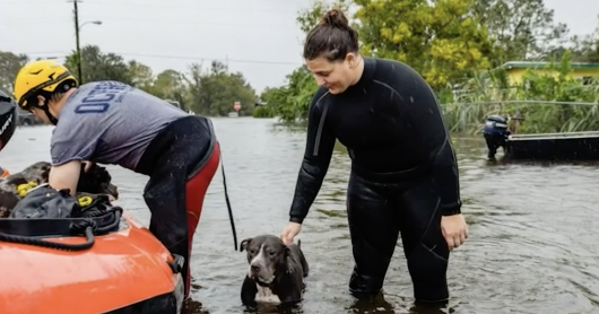 Pets being rescued in Hurricane Ian’s aftermath