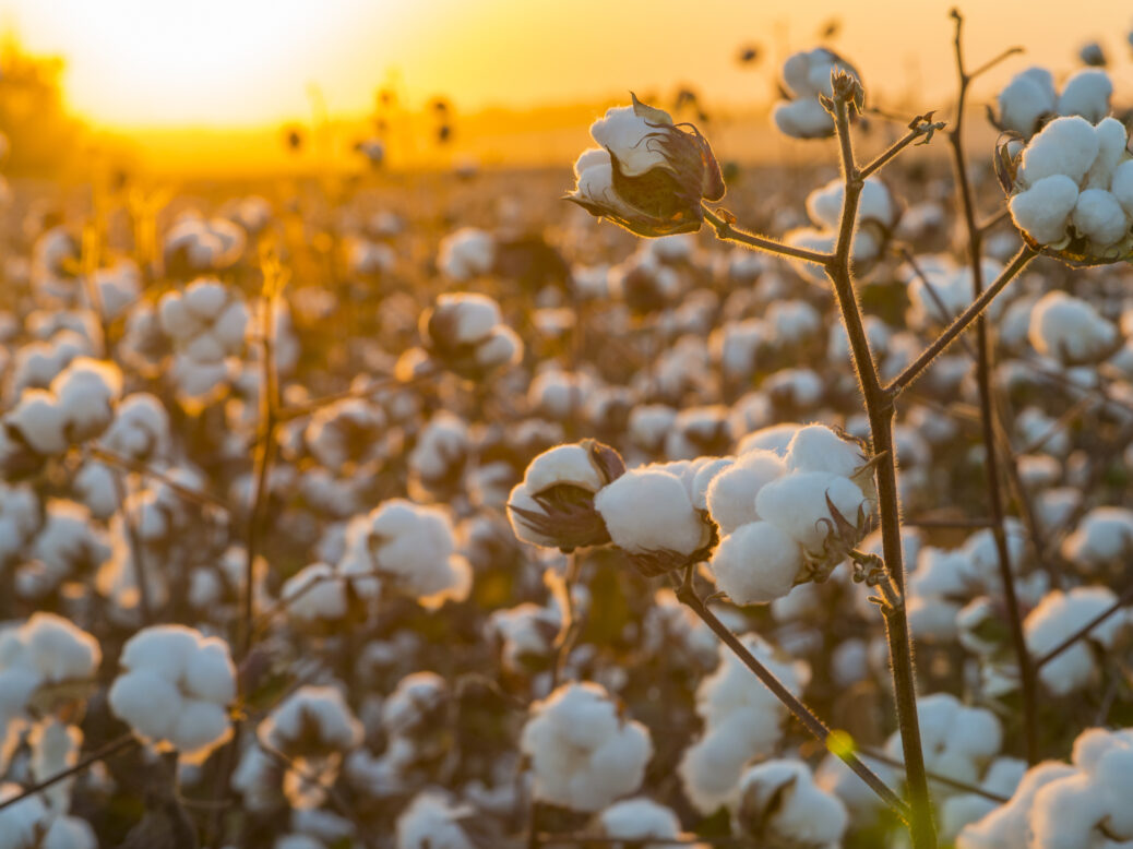 China’s place as prime cotton importer weakening