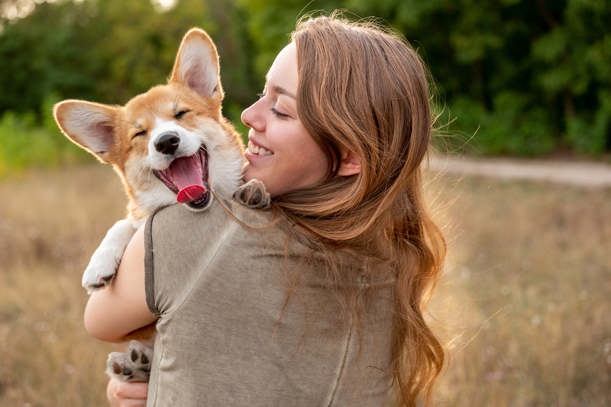 Why Corgis Make Nice Pets, In accordance with Consultants — Greatest Life