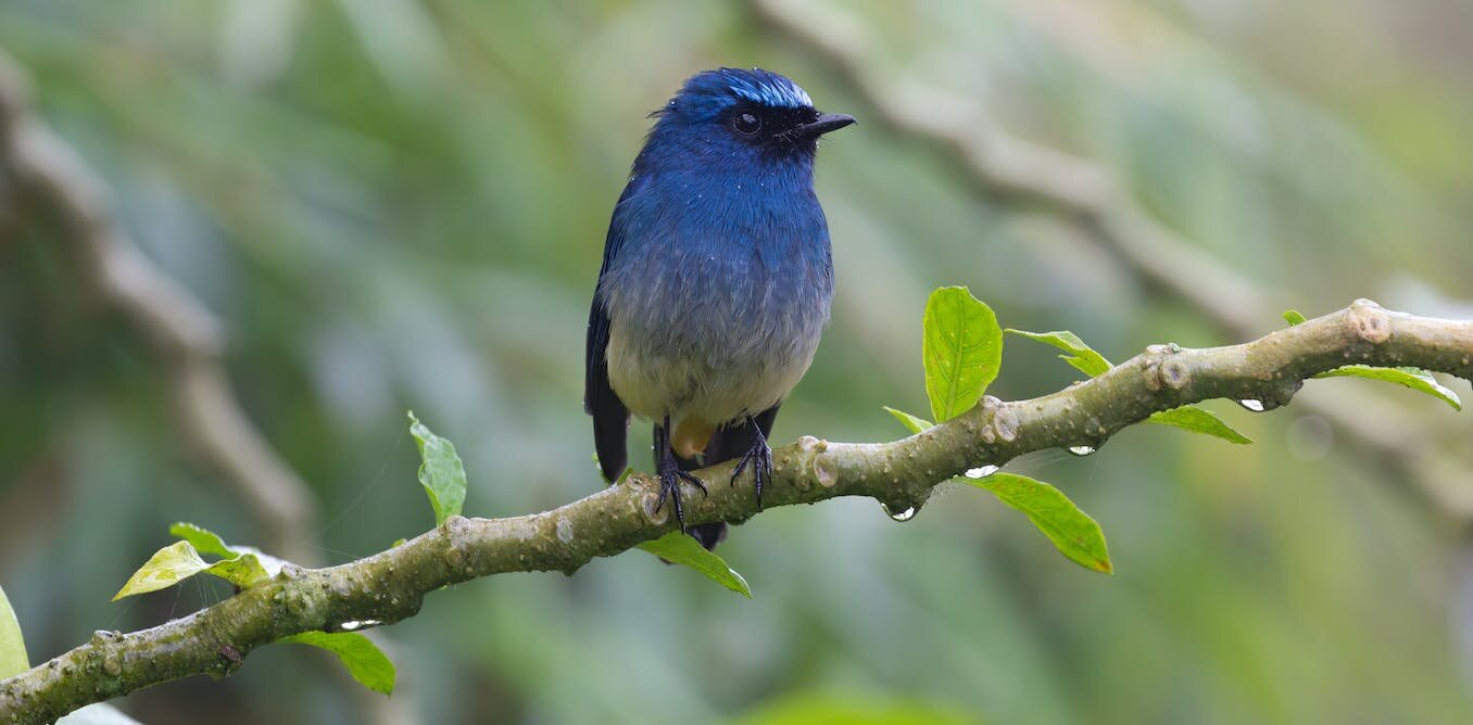 Songbirds with distinctive colours usually tend to be traded as pets