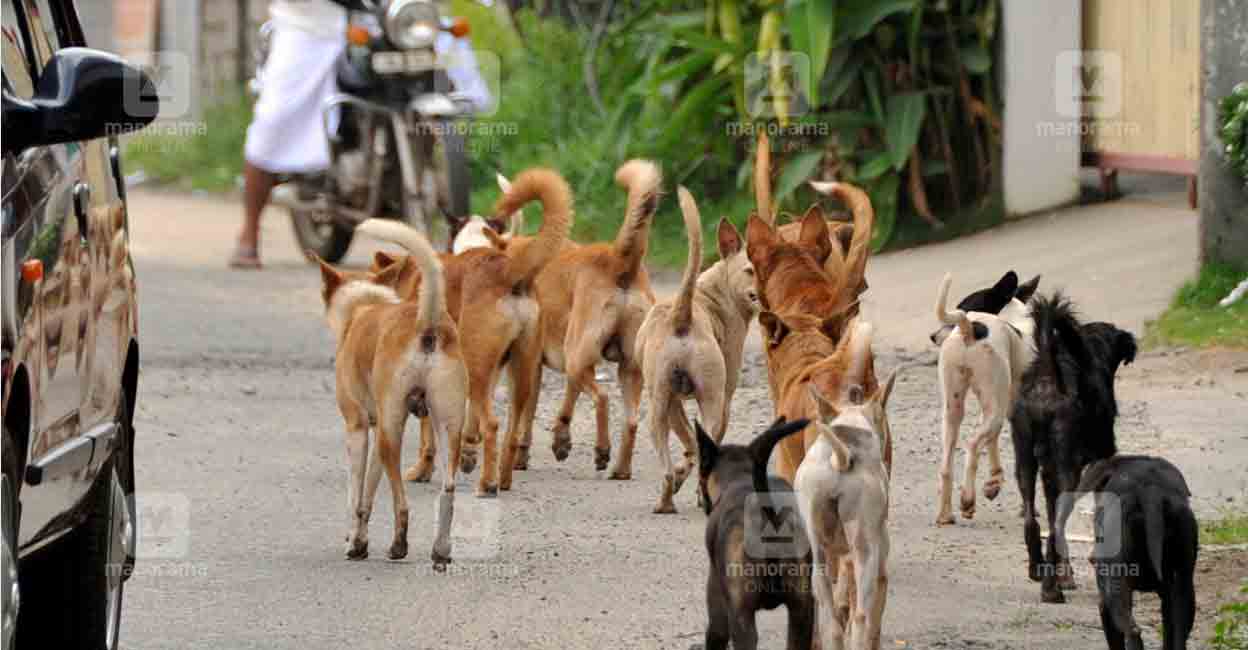 Obligatory registration for pet canines in Kerala quickly: Pinarayi Vijayan