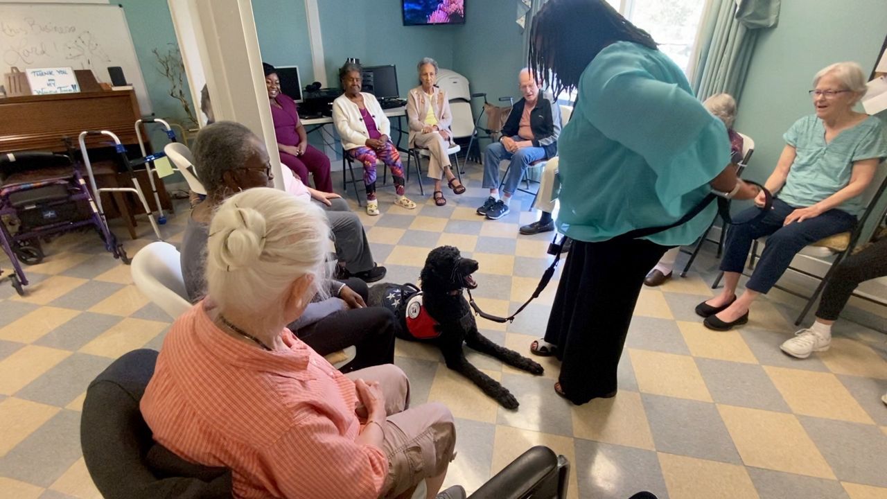 Pet stroll for remedy animals kicks off Saturday