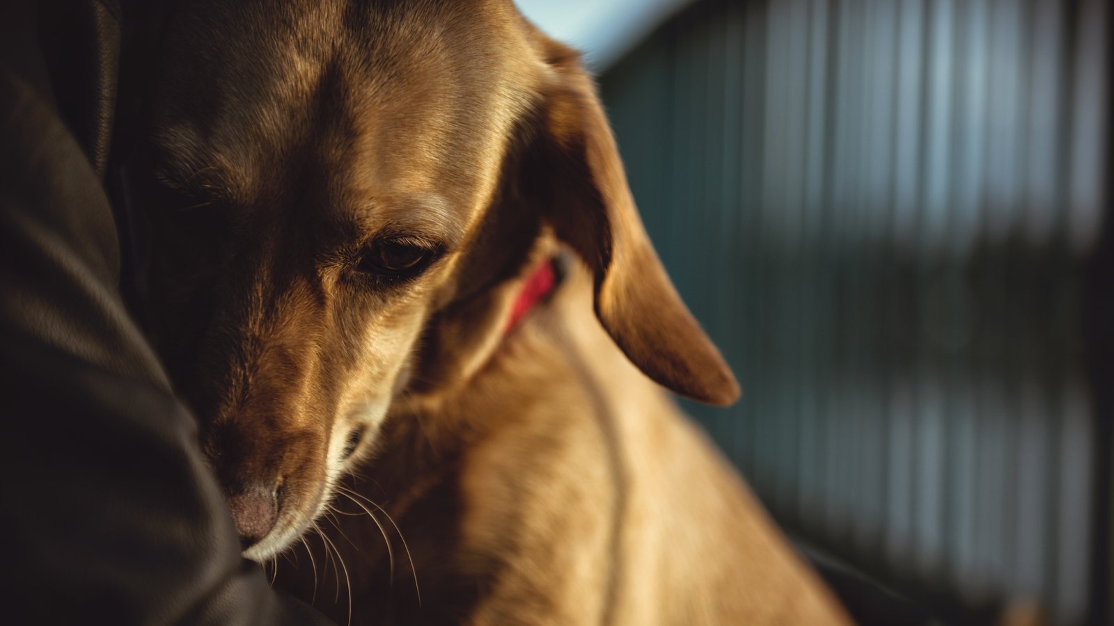 Security tricks to defend your pets throughout thunderstorms