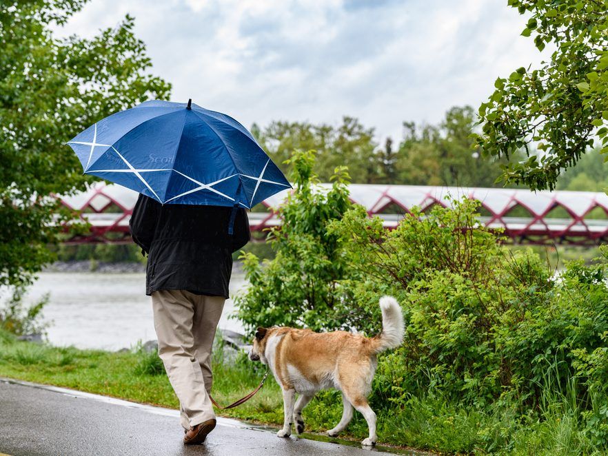 Pets might help maintain us blissful and sane