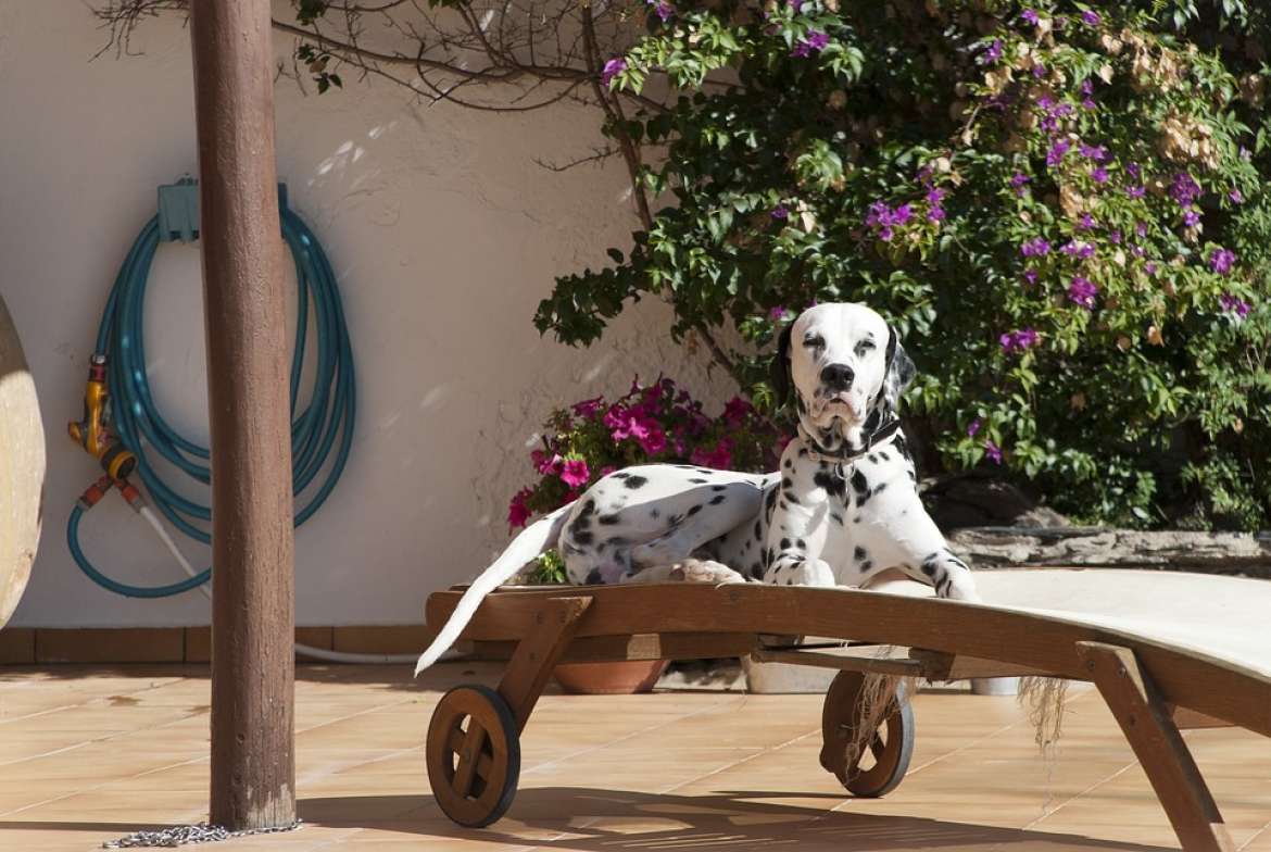 Pets in Croatia – Legal guidelines, Strays, Canine Seashores and Dalmatians