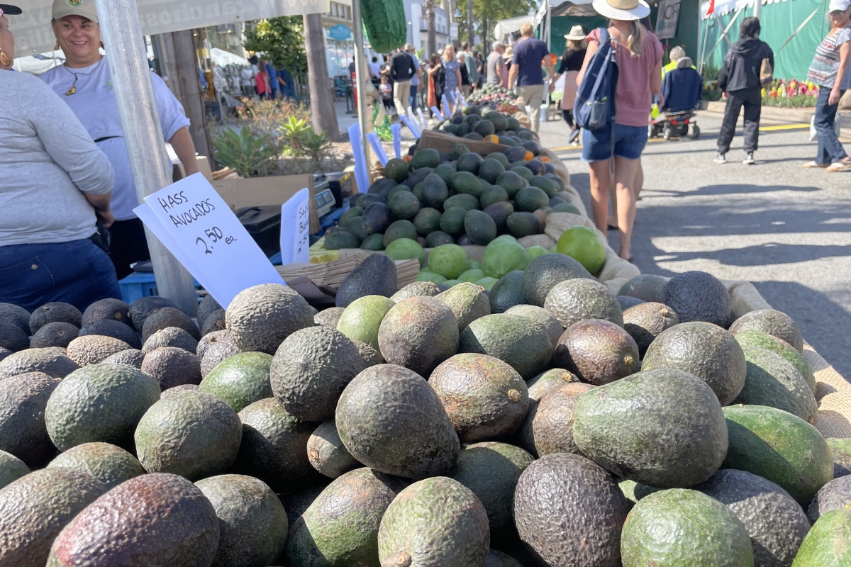 Guac ‘n’ Roll to Stay Music at California Avocado Pageant in Carpinteria | Native Information