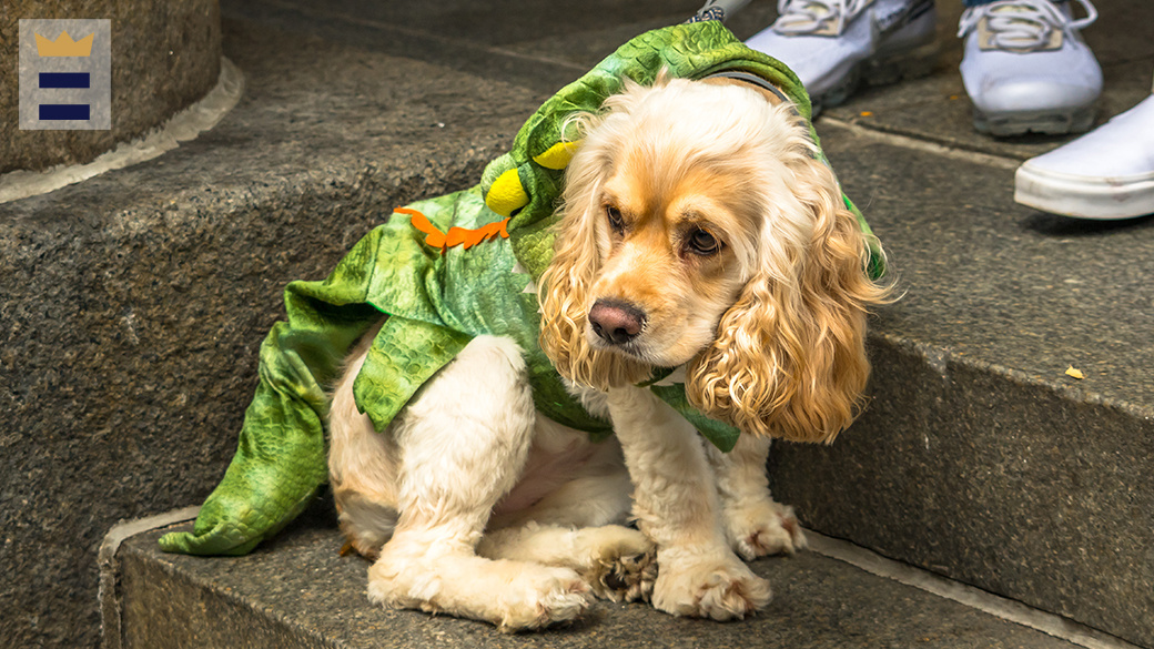 Halloween security ideas for pets, and find out how to responsibly contain them in festivities