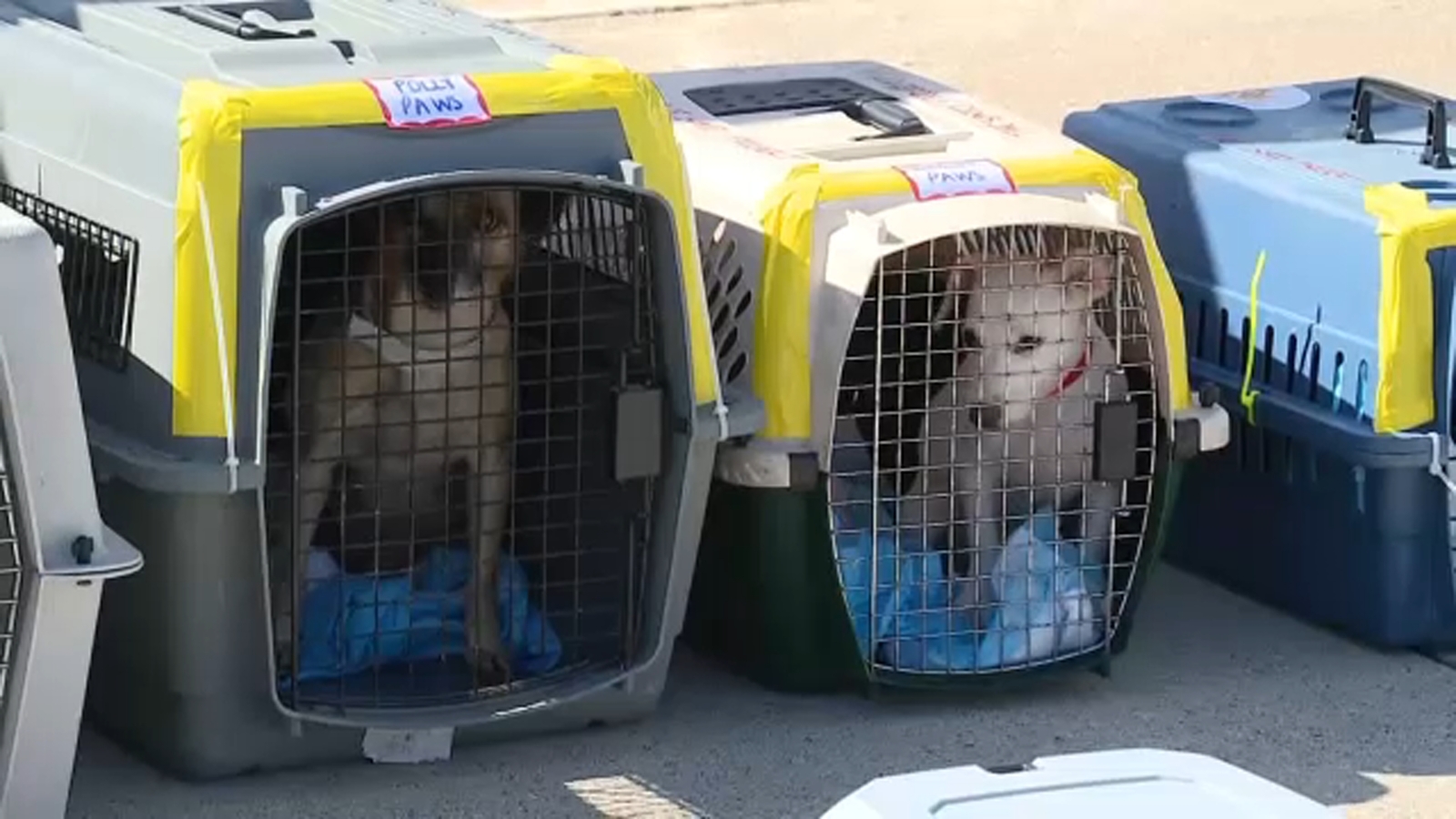 Extra at-risk shelter pets from Florida, Puerto Rico arrive in Chicago after Hurricane Ian, Fiona