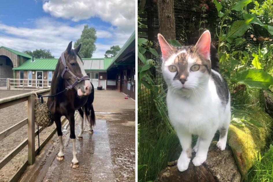 Meet Savannah and Russ – our pets of the week