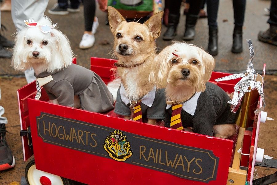 Dress your pooch up for the Pet Costume Parade happening at noon Sunday, Oct. 16, in downtown Long Grove.