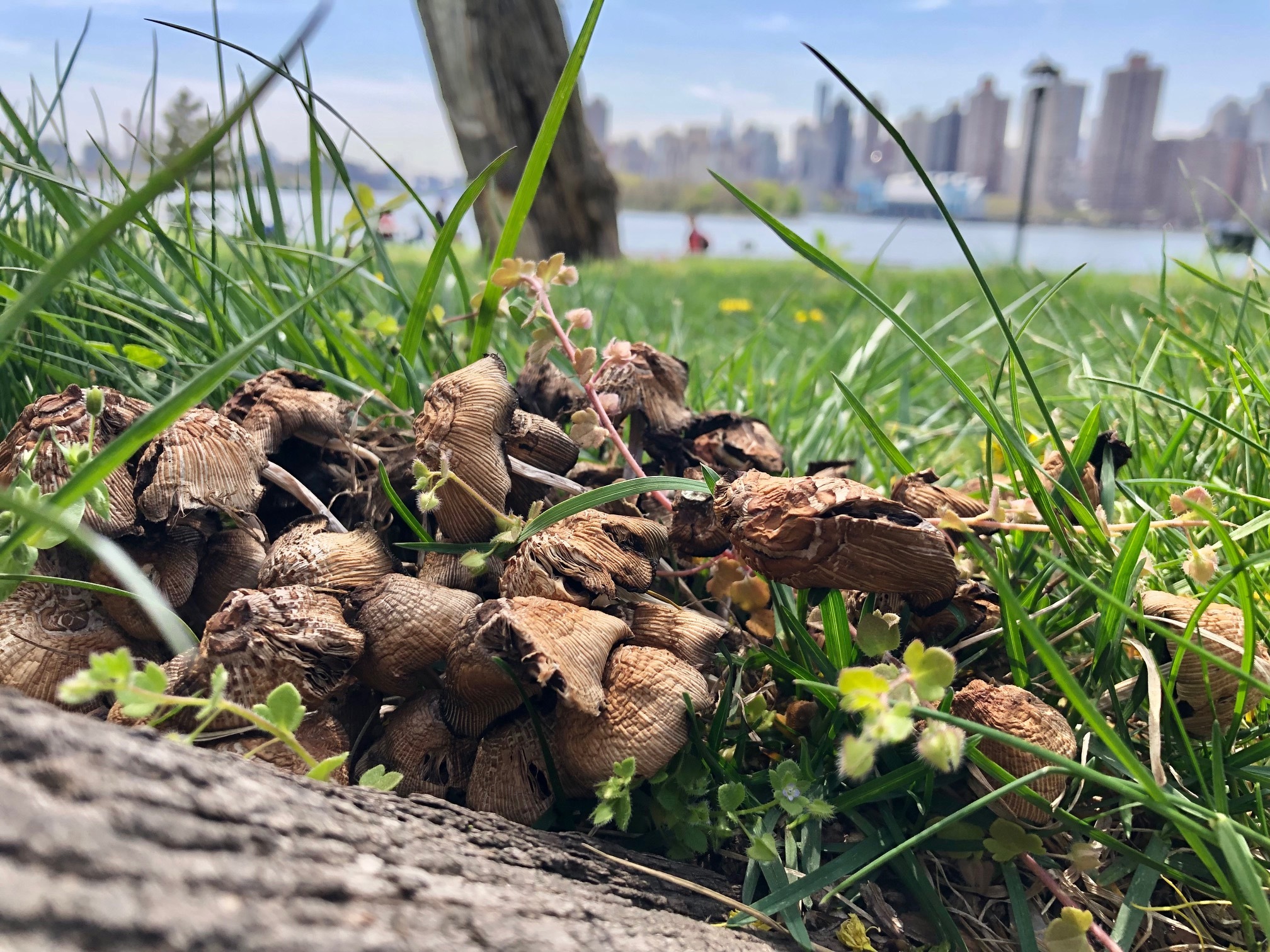 NYC’s first fungus pageant welcomes mushroom-curious amateurs and consultants to Randall’s Island