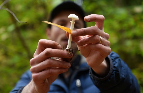 Valley Information – Mushroom foraging stroll uncovers fungal finds in Windsor park