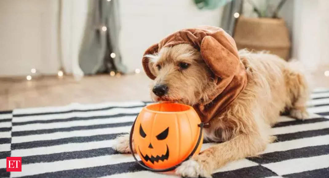 Halloween 2022: Halloween 2022: Keep your pets safe by following these instructions. Details here