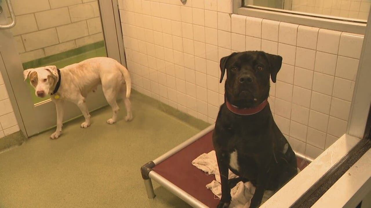 Dallas Animal Companies calls on group to assist foster and undertake pets