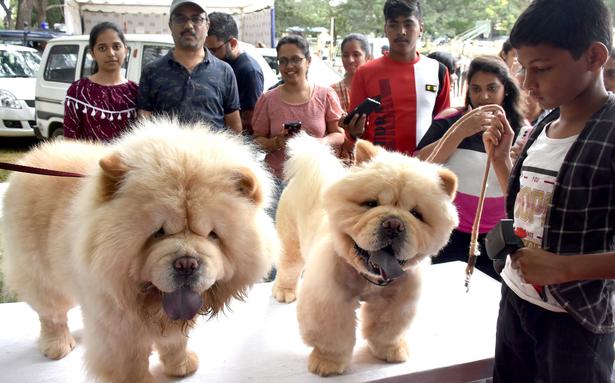 Pets delight Dasara crowd, ‘777 Charlie’ dog attracts pet lovers