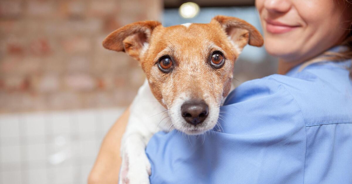 Deceased Cork pets are ending up in a Kerry landfill