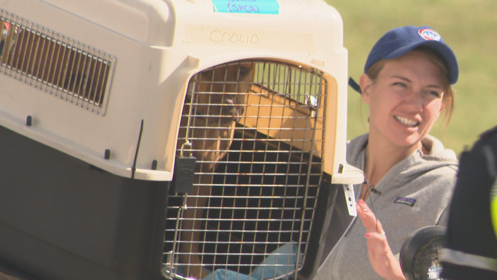 Canines from hurricane-damaged shelters in Florida, Puerto Rico rehomed in West Michigan – WWMT-TV