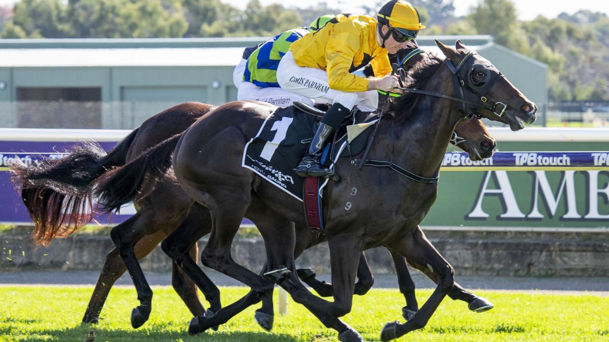 Coach Dan Morton pressured to scrap WA Guineas plans for Ascot carnival prospect High Of The Pops – The West Australian