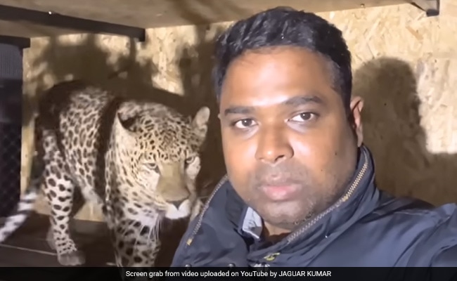 Andhra Physician Needs His Pet Jaguar And Panther Rescued From Ukraine