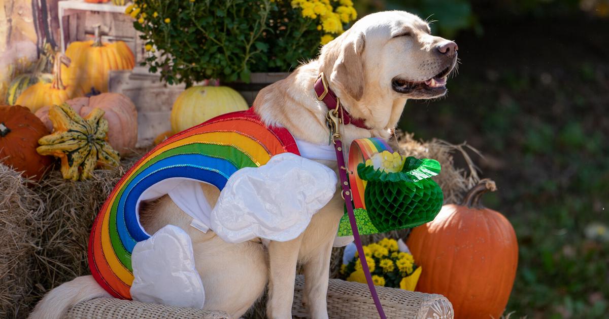 Costumed pets strut down Boulevard for Boo-le-Bark’s annual contest and parade | Arts & Tradition