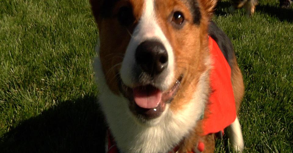 ‘Corgi’ Carnival a big success, proceeds going to Hellgate PTA | ABC Fox Missoula