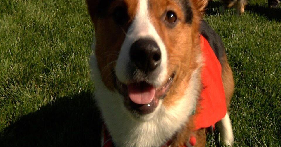 ‘Corgi’ Carnival a giant success, proceeds going to Hellgate PTA | State