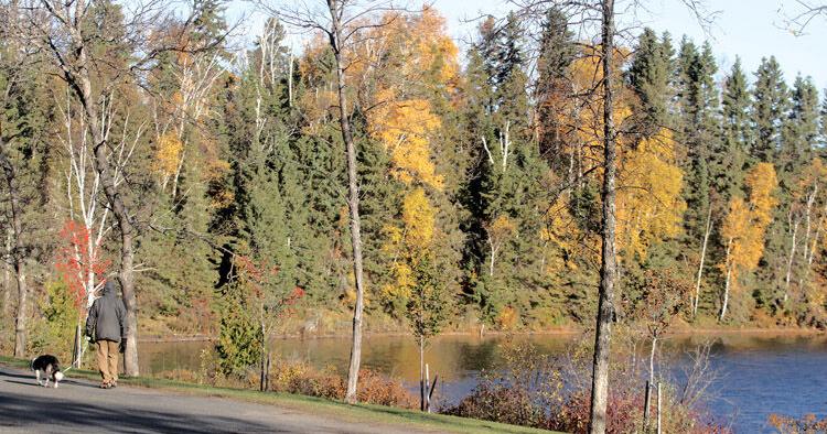 Exhibit respectful canine strolling amid reactive pets | Native Information