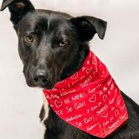 Pet of the Week: Playful, well-behaved Money accessible for adoption in Tyler | Native Information