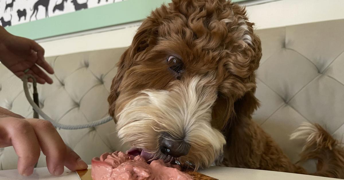 At San Francisco restaurant, pups chow on filet mignon | Life-style