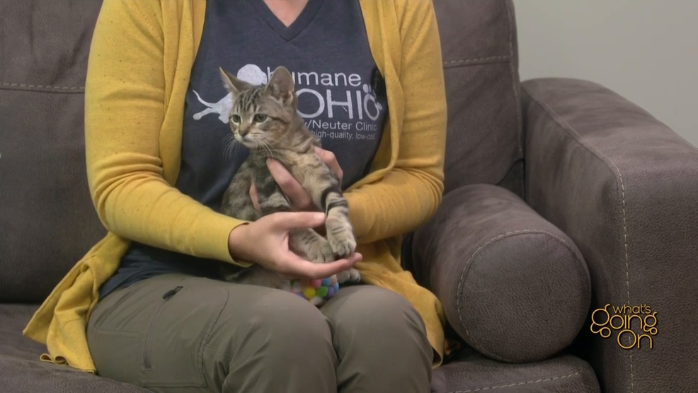 Assist out furry pals like Matilda with Pints for Pets fundraiser – WNWO NBC 24