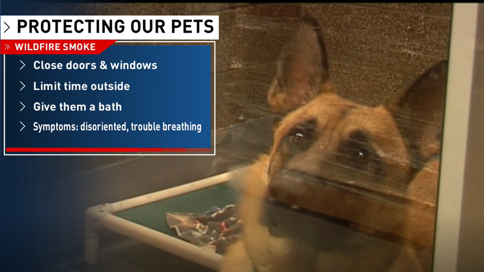 Wildfire smoke: Protect your pets – KPIC News