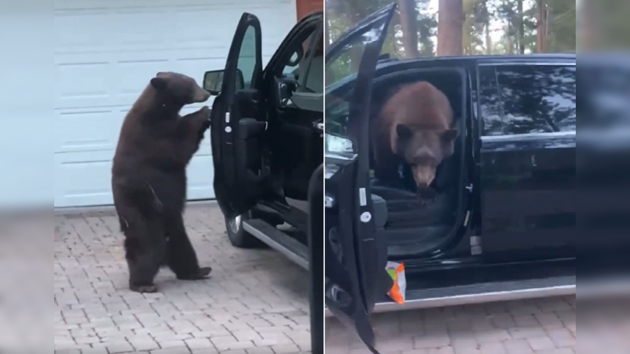 Courageous girl treats massive bear like a small pet; shouts at it to go away her automotive