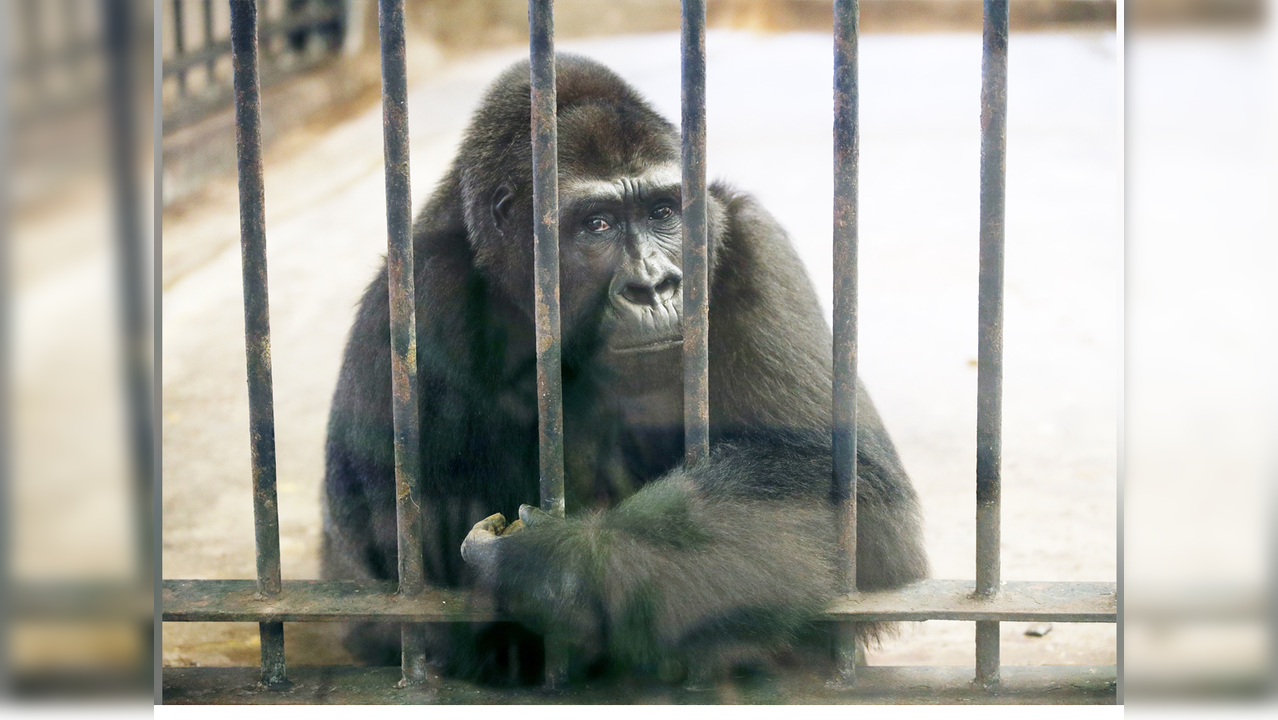 ‘World’s saddest gorilla’ has lived in captivity above a shopping center for 32 years; proprietor refuses to free her