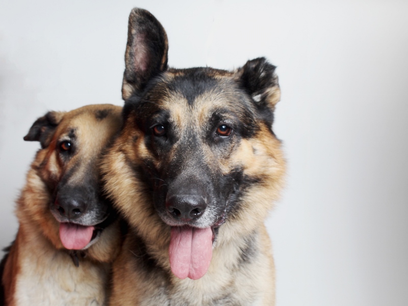 Adoptable Pets of the Week: Goncho and Lulu